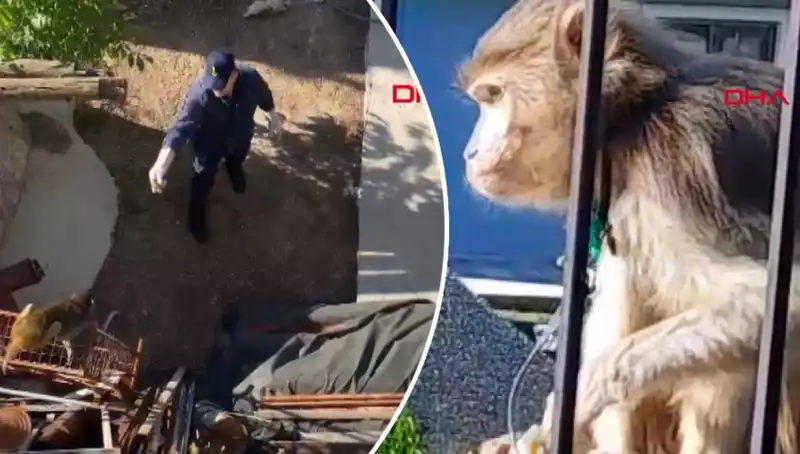 Muğla'da Eğlenceli Anlar: Maymun Kovalamacası Mahalleyi Sardı!