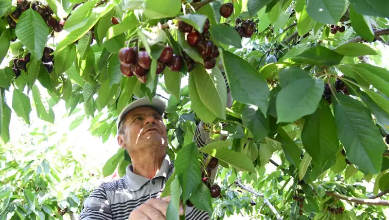 Lapseki'nin Dev Meyvesi: Çay Bardağına Sığmayan Karpuz Hakkında Her Şey