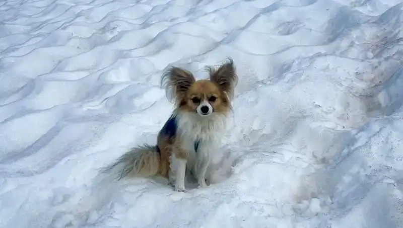 Buzul Yarığından Kurtulan Adamın Hikayesi: Sadık Köpeği ile Birlikte Hayata Döndü