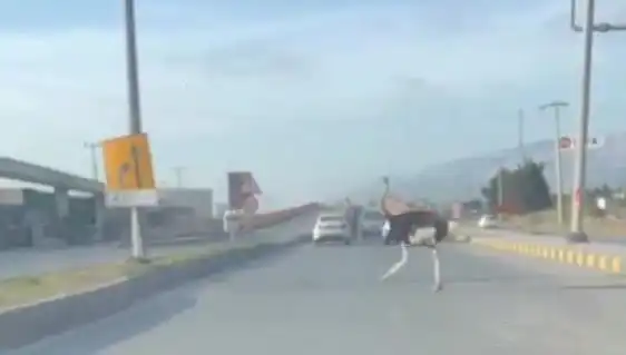 Trafikte Deve Kuşu Görüntülenmesi: Sürücüler Şaşkın!