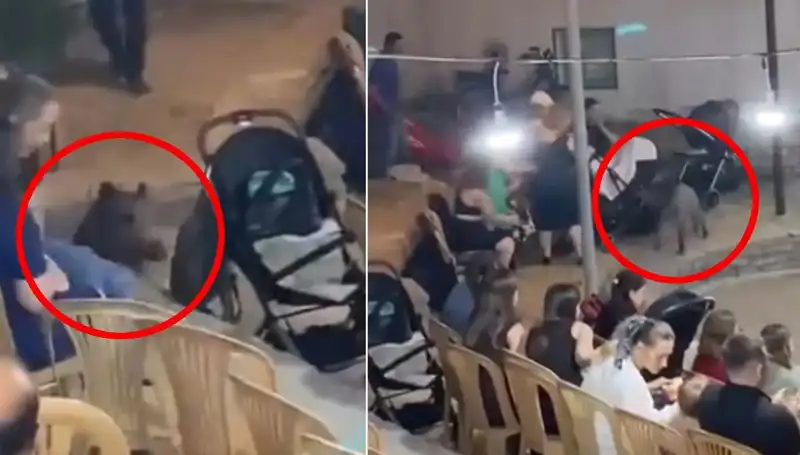 Düğün Yemeğine Dalınca Yaban Domuzu Ortalığı Karıştırdı