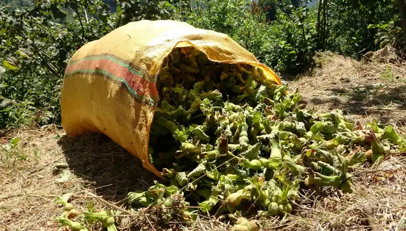 Giresun'da Fındık Hasadı Başladı: Üreticiler Umutlu Beklentiler İçinde