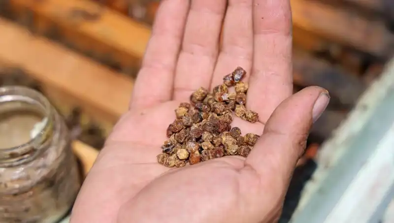 Protein Zengini Besin, Eskiden Çöpe Atılıyordu Şimdi Kilosu 3 Bin TL!