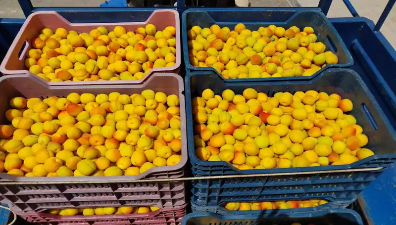 İlk Hasat Başarısıyla 500 TL'den Alıcı Buldu: Tarımda Yenilikler