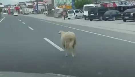 Yalova'da Kaçan Kurbanlık Hayvanlar, Trafiği Alt Üst Etti!