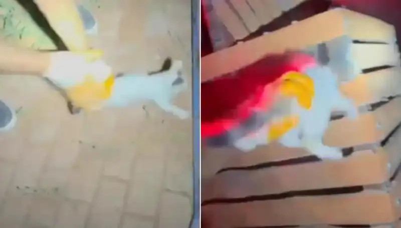 Gece Yarısı İtfaiye Kurtarma Operasyonu: Kedi Fırtına ile Hayata Dönüyor