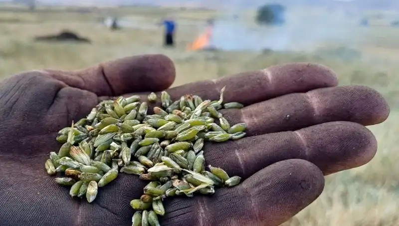 Firik Sezonu Açıldı: Eşsiz Lezzetiyle Sofralarınızı Şenlendiriyor