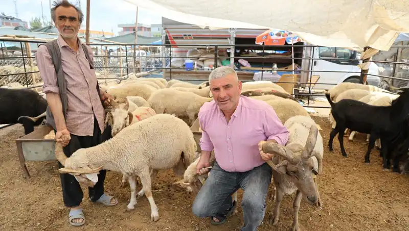4 Boynuzlu Koçlar Kurban Pazarının Yeni Gözdesi Oldu!