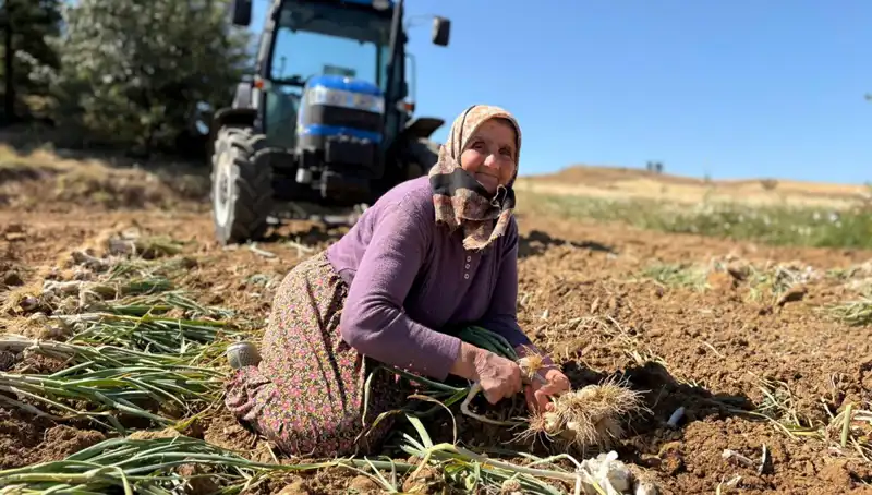 Türkiye'nin Selenyum Zengini Tarım Ürünü: Efsane Fiyatlarla Tarladan Toplanıyor
