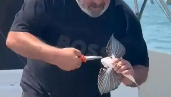 Saros'ta Nadir Görülen Kırlangıç Balığı Oltaya Takıldı: Denizlerin Gizemi