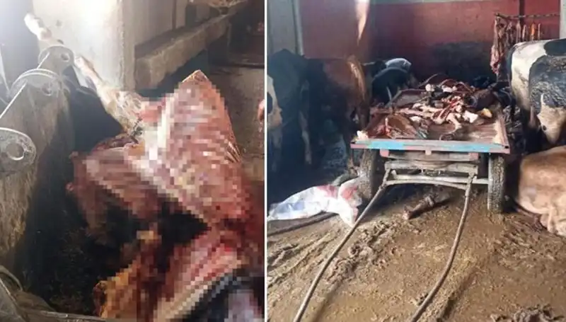 Adana'da Şok: 2,5 Ton At Eti Ele Geçirildi, 4 At Son Anda Kurtarıldı!