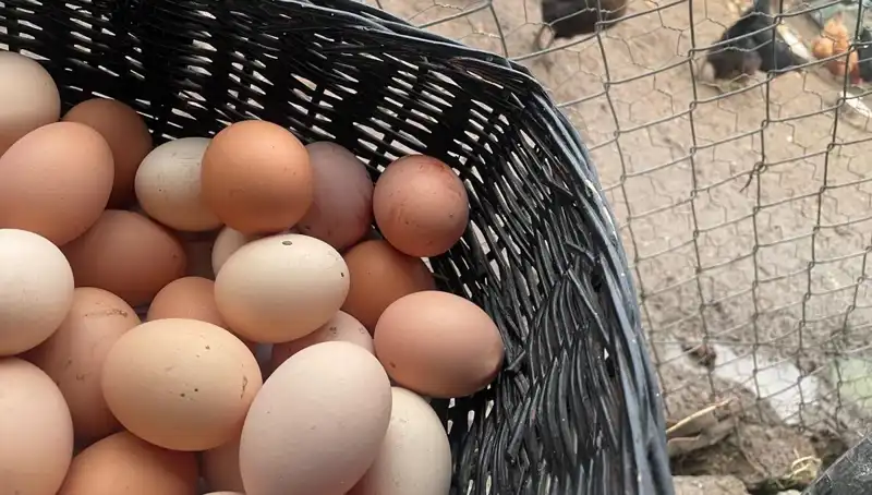 Okul Çocukları İçin En Uygun Besin Kaynağı: Dünyanın En Ucuz Proteini