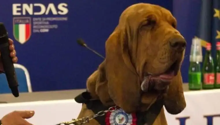Arama Köpeğine Çivili Sosisle Suikast: Hayvanları Koruma Mücadelesi