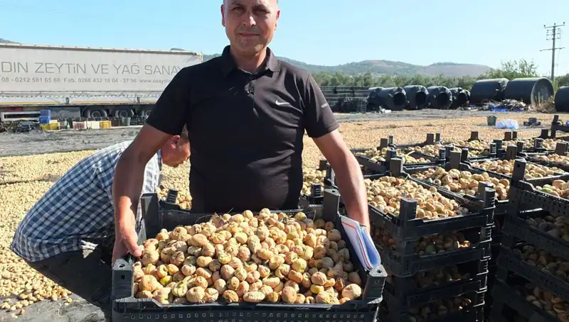 Balıkesir’de Hasat Çılgınlığı: Çin ve Rusya'ya İhracat Rüzgarı!