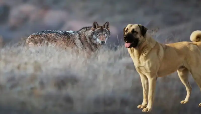 Kangal Köpeği Talebinde Patlama! Kurt Popülasyonu Nedenleri Araştırıldı